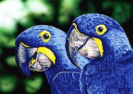 Blue Hyacinth Macaws - 0 